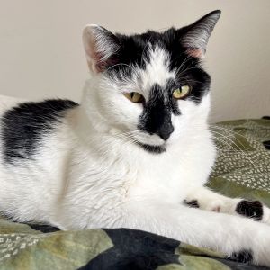 Milo, Adult Male unknown