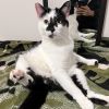 Milo photo 2