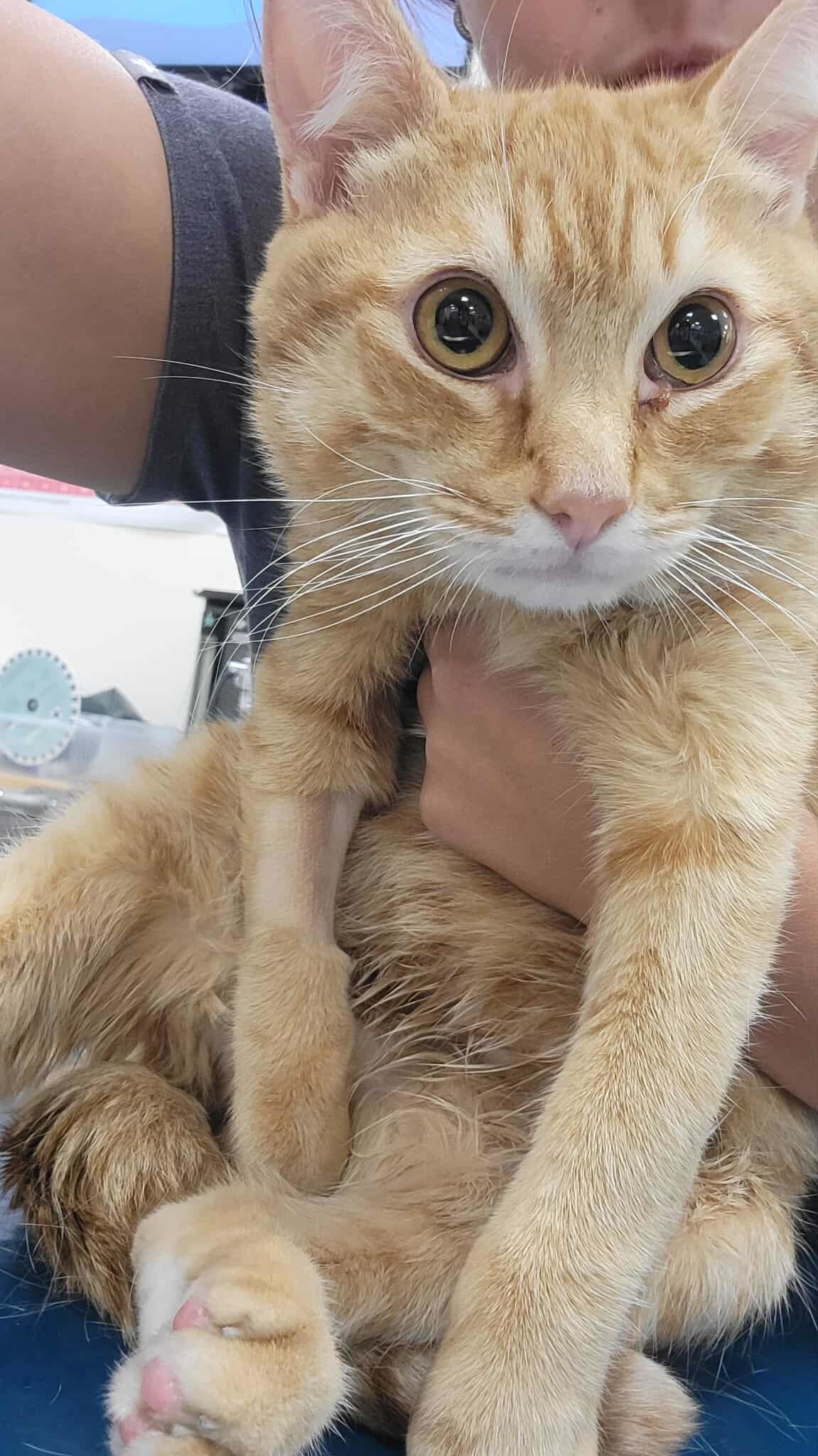 Winston