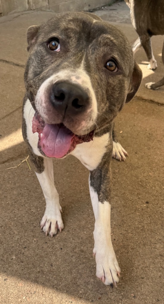 Alberto, an adoptable Pit Bull Terrier in Hastings, NE, 68901 | Photo Image 1