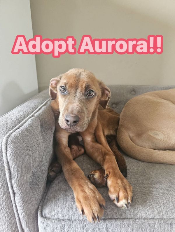Aurora