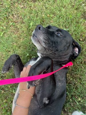 Dixie, Adult Female unknown
