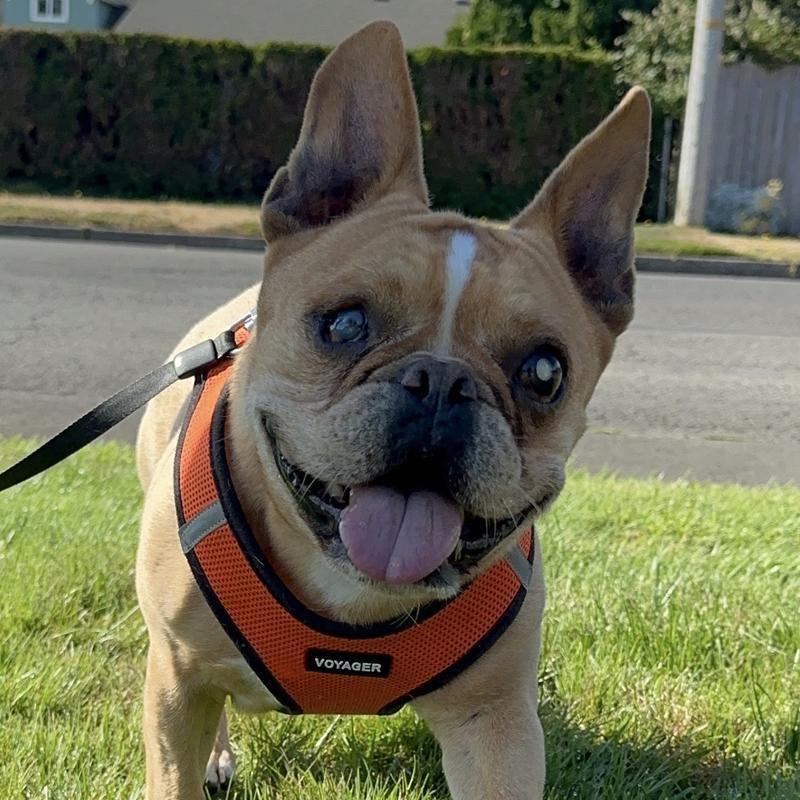 Louie