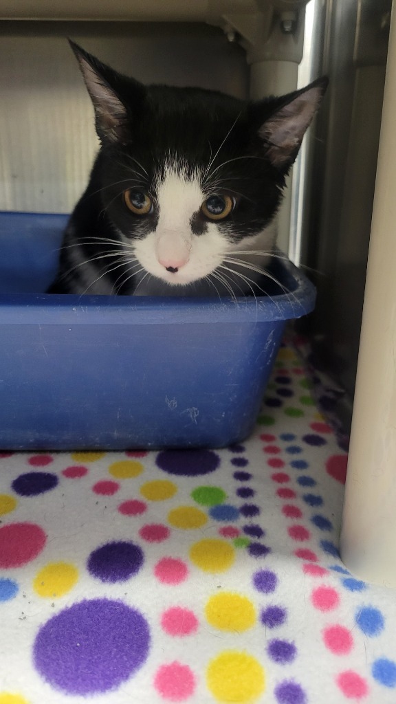 Jersey, an adoptable Domestic Short Hair in Virginia, MN, 55792 | Photo Image 1