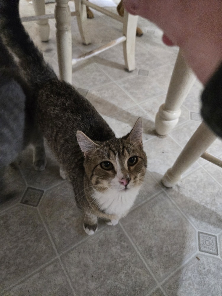SS - Sunday, an adoptable Tabby, Domestic Short Hair in Moses Lake, WA, 98837 | Photo Image 1