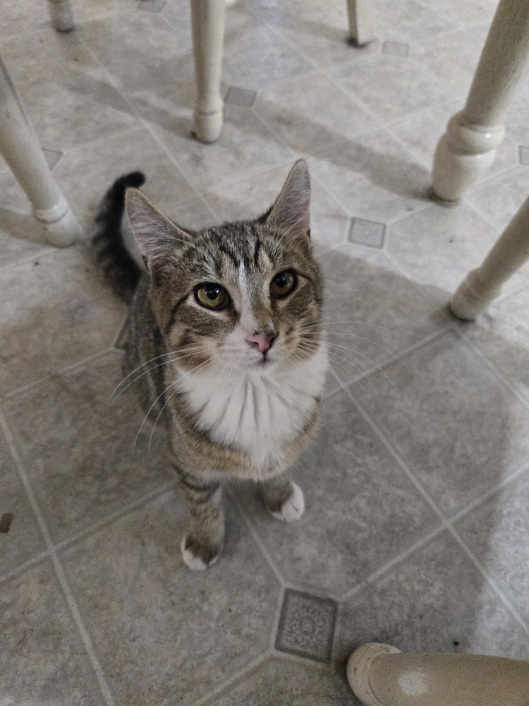 SS - Sunday, an adoptable Tabby, Domestic Short Hair in Moses Lake, WA, 98837 | Photo Image 2