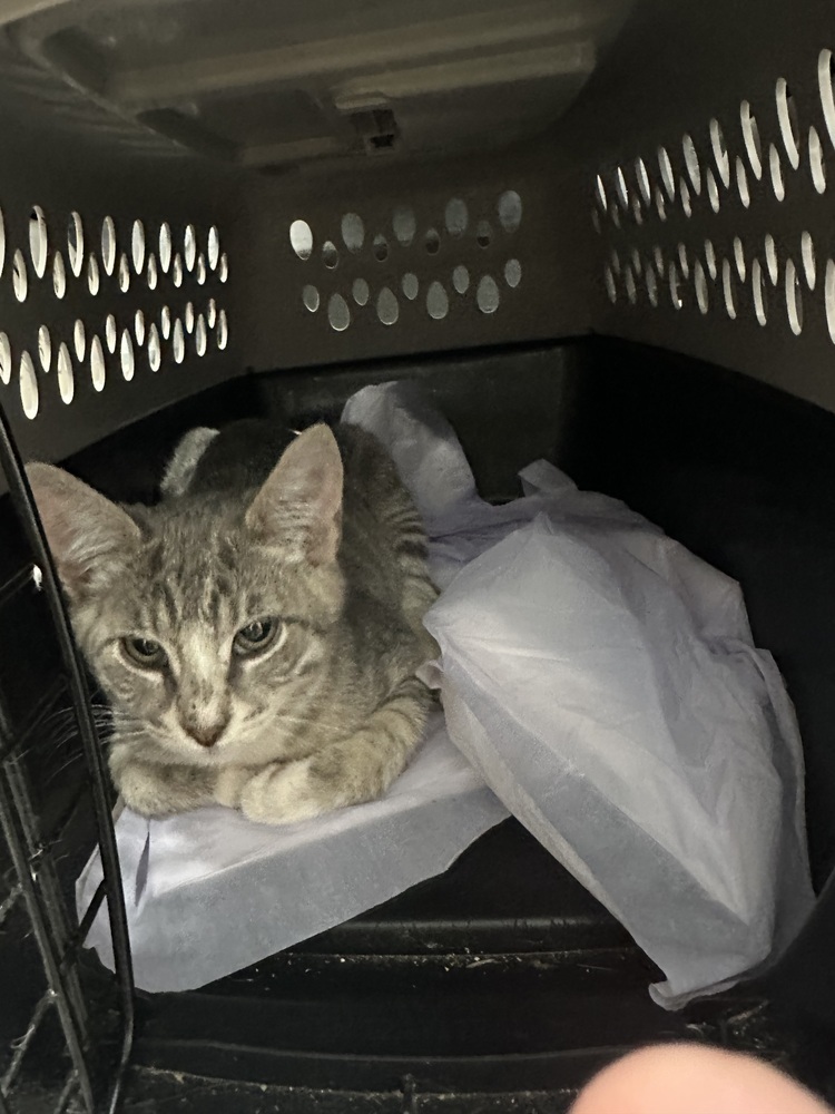 SS - Milo, an adoptable Tabby, Domestic Short Hair in Moses Lake, WA, 98837 | Photo Image 1