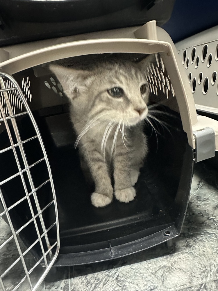 SS - Oliver, an adoptable Tabby, Domestic Short Hair in Moses Lake, WA, 98837 | Photo Image 1