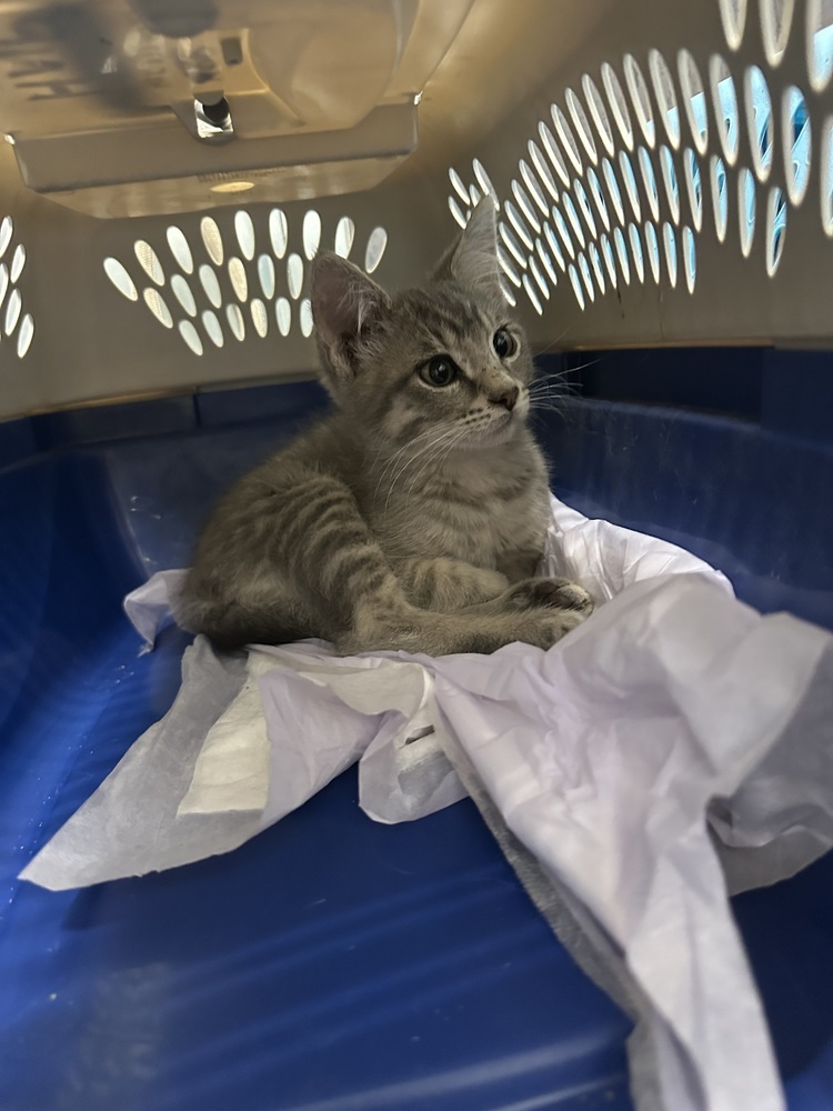 SS - Captain, an adoptable Tabby, Domestic Short Hair in Moses Lake, WA, 98837 | Photo Image 1