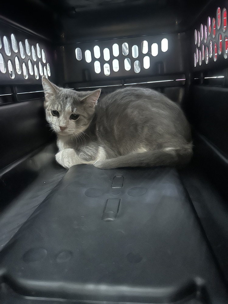 SS - Dare, an adoptable American Shorthair, Domestic Short Hair in Moses Lake, WA, 98837 | Photo Image 1