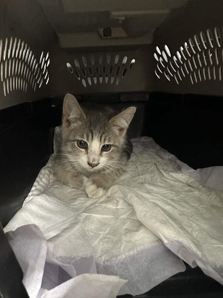 SS - Charlie, an adoptable Tabby, Domestic Short Hair in Moses Lake, WA, 98837 | Photo Image 1