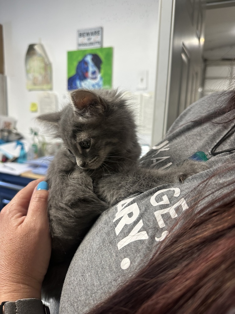 SS - Fuzzy, an adoptable Tabby, Domestic Short Hair in Moses Lake, WA, 98837 | Photo Image 1