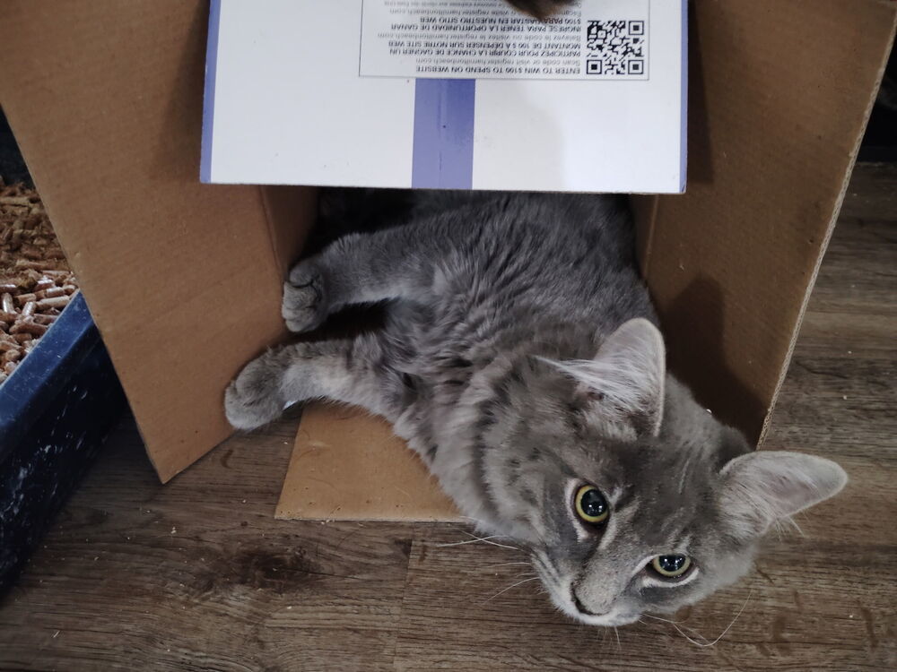 SS - Fuzzy, an adoptable Tabby, Domestic Short Hair in Moses Lake, WA, 98837 | Photo Image 5