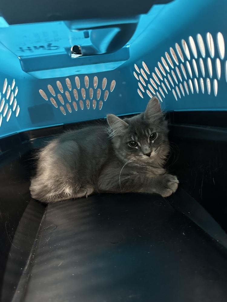 SS - Leo, an adoptable Tabby, Domestic Short Hair in Moses Lake, WA, 98837 | Photo Image 1