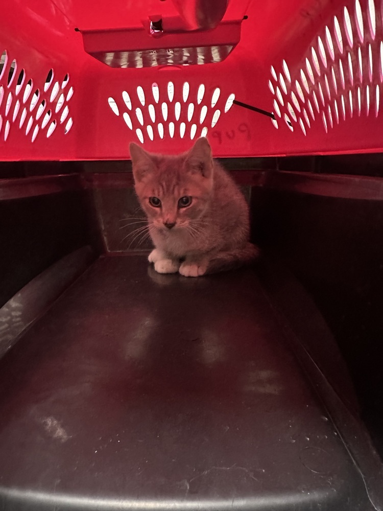 SS - Cookie, an adoptable Tabby, Domestic Short Hair in Moses Lake, WA, 98837 | Photo Image 1