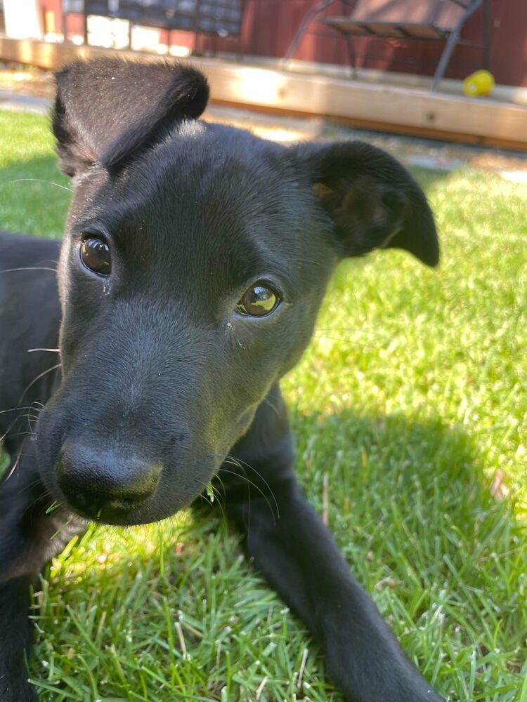 Alma, an adoptable Border Collie in Bend, OR, 97701 | Photo Image 1