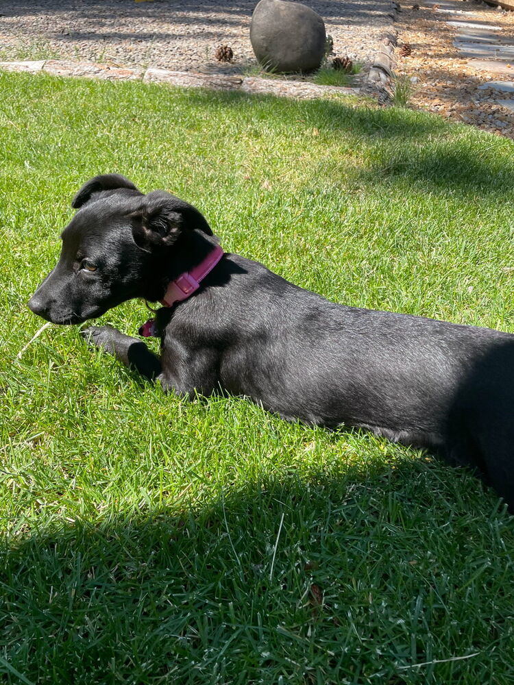 Alma, an adoptable Border Collie in Bend, OR, 97701 | Photo Image 2