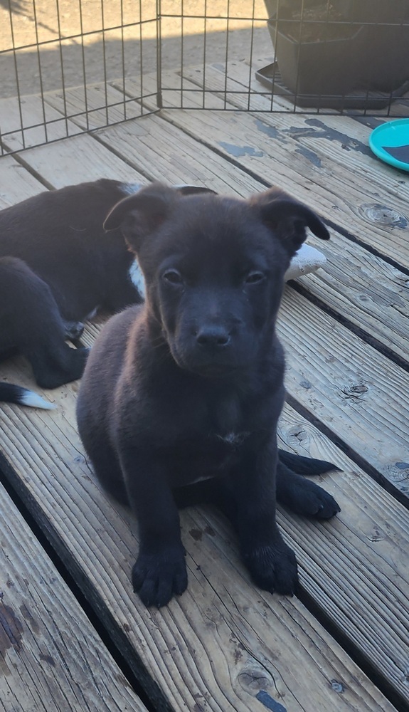 Alma, an adoptable Border Collie in Bend, OR, 97701 | Photo Image 4