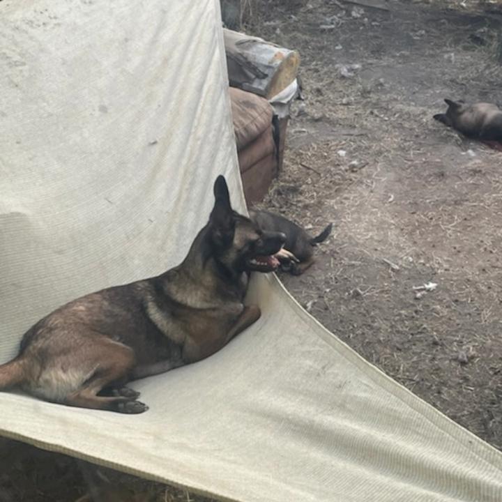 Coco