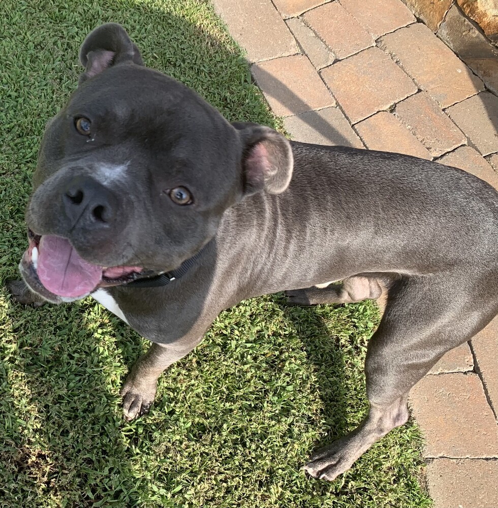 Rocko