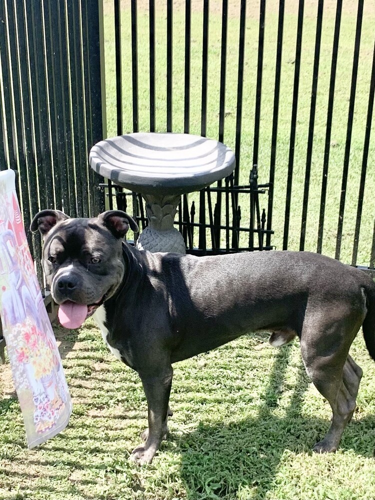 Rocko