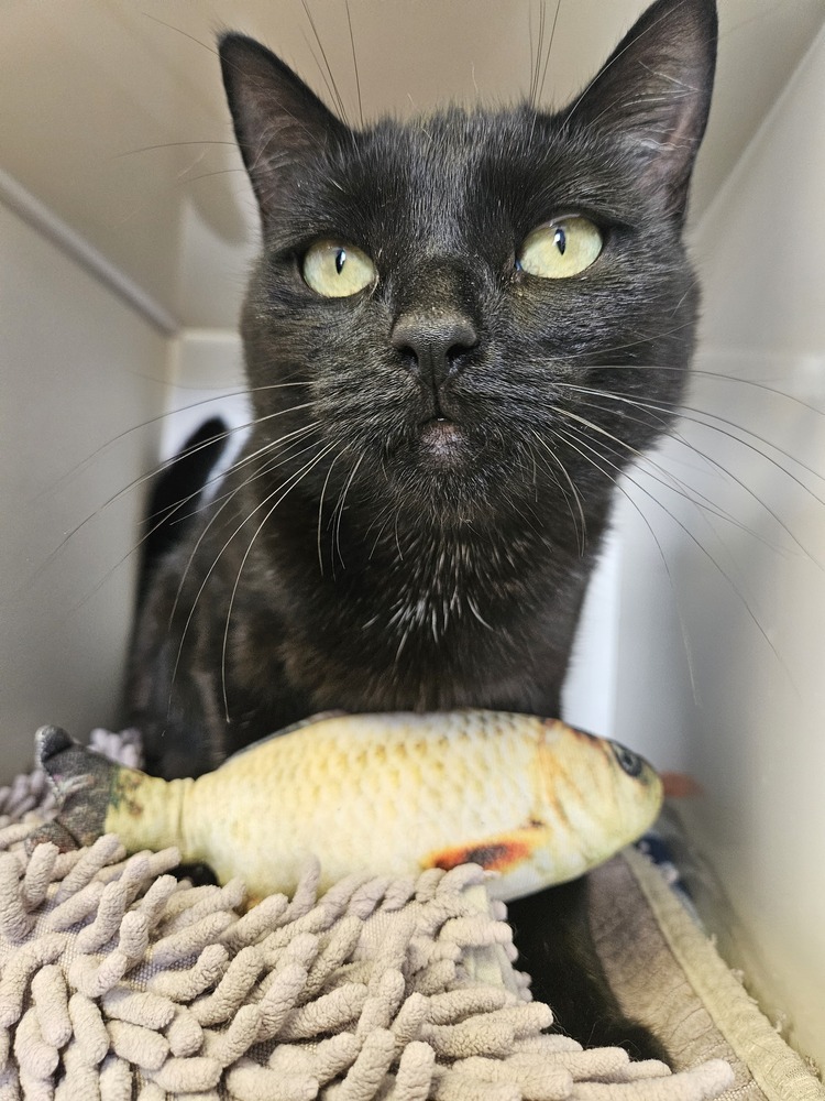 Alice, an adoptable Domestic Short Hair in Leadville, CO, 80461 | Photo Image 1