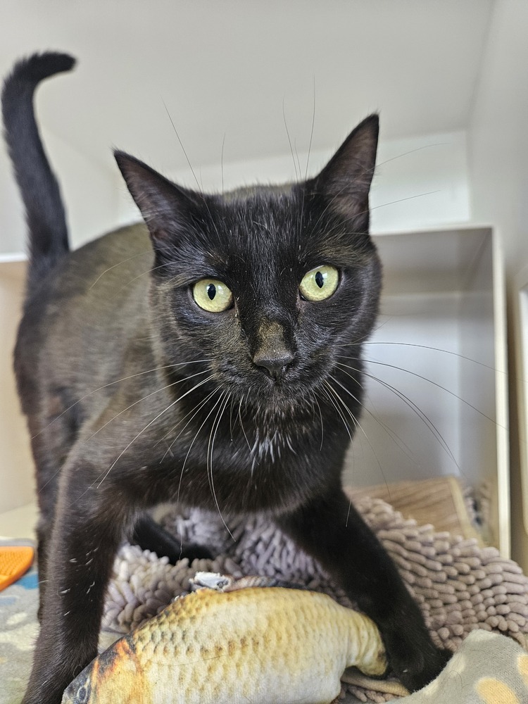 Alice, an adoptable Domestic Short Hair in Leadville, CO, 80461 | Photo Image 2