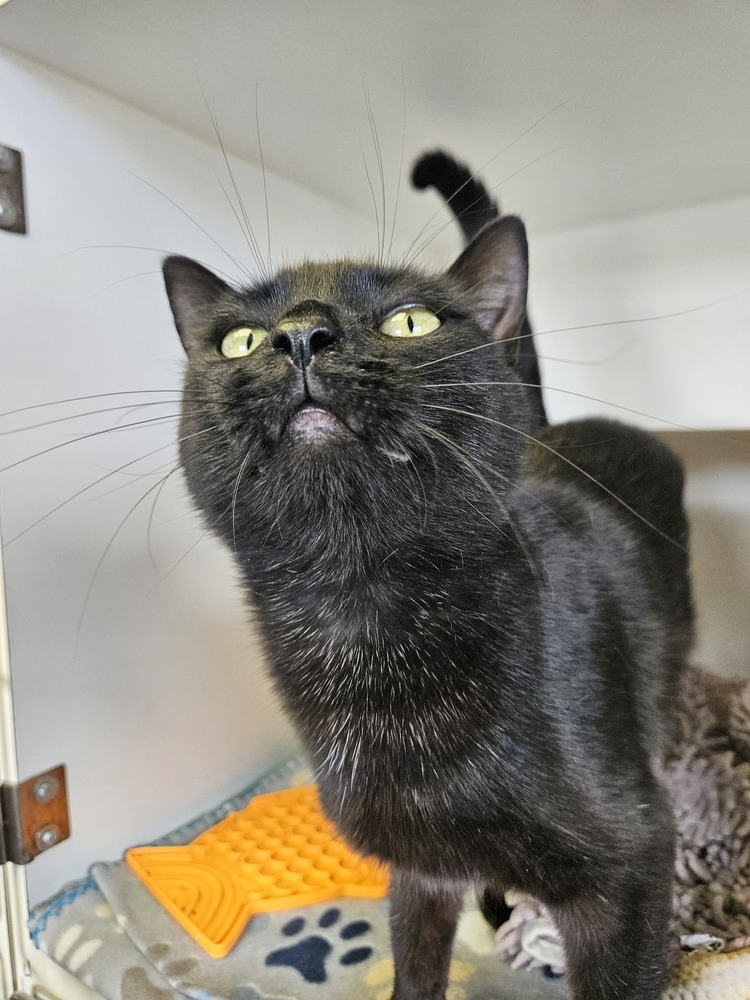 Alice, an adoptable Domestic Short Hair in Leadville, CO, 80461 | Photo Image 3