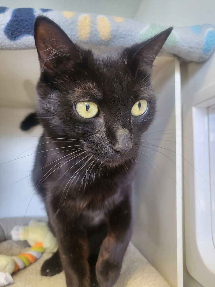 Alice, an adoptable Domestic Short Hair in Leadville, CO, 80461 | Photo Image 4