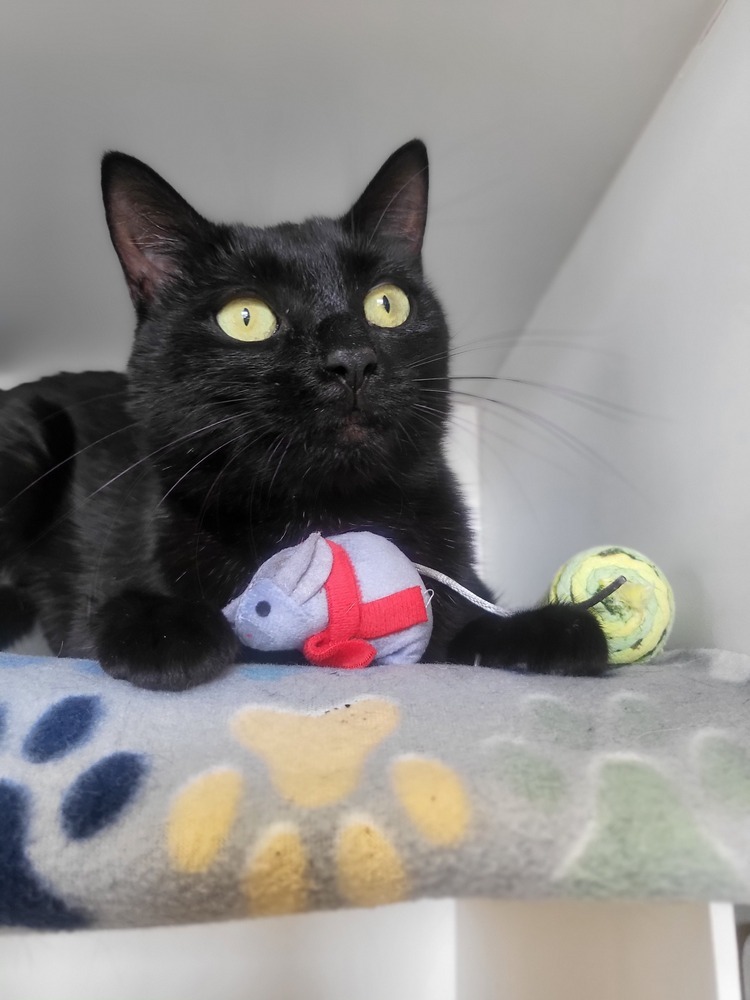 Alice, an adoptable Domestic Short Hair in Leadville, CO, 80461 | Photo Image 5