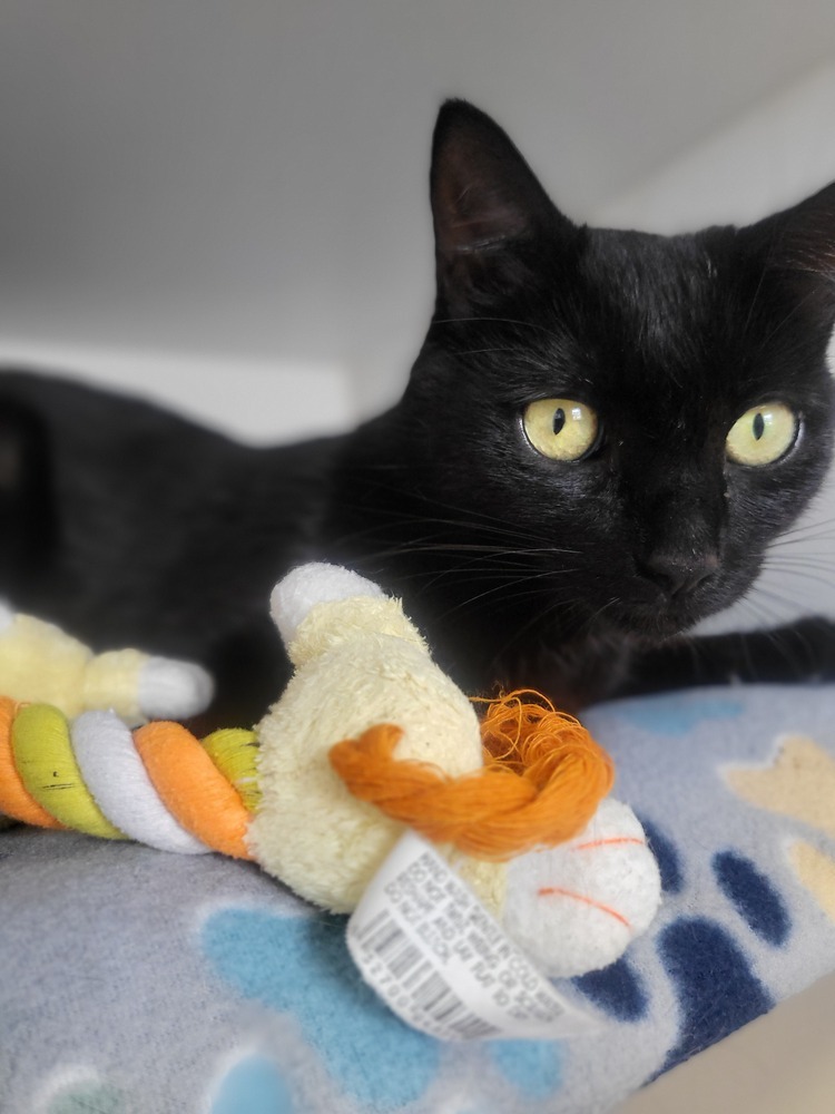 Alice, an adoptable Domestic Short Hair in Leadville, CO, 80461 | Photo Image 6