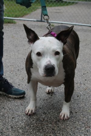 Dutchess, Young Female unknown