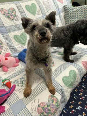 Holly, Senior Female unknown