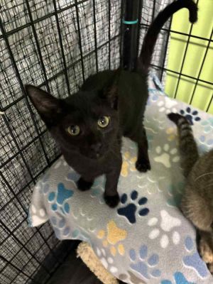 Pete the cat, Baby Male unknown