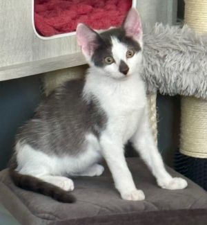 Kitten: Otis *MUST be adopted with a littermate OR to a home with a cat under 5*, Baby Male unknown