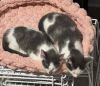 Kitten: Otis *MUST be adopted with a littermate OR to a home with a cat under 5* photo 2