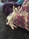 Kitten: Otis *MUST be adopted with a littermate OR to a home with a cat under 5* photo 4