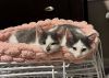 Kitten: Otis *MUST be adopted with a littermate OR to a home with a cat under 5* photo 5