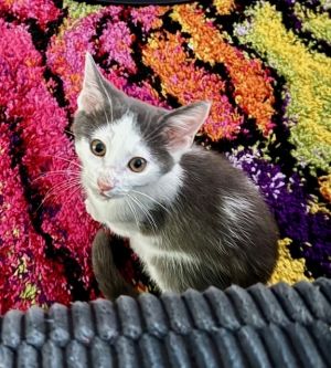 Kitten: Odin *MUST be adopted with a littermate OR to a home with a cat under 5*, Baby Male unknown