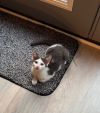 Kitten: Odin *MUST be adopted with a littermate OR to a home with a cat under 5* photo 2