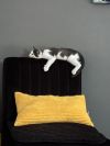 Kitten: Odin *MUST be adopted with a littermate OR to a home with a cat under 5* photo 3