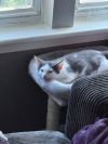 Kitten: Odin *MUST be adopted with a littermate OR to a home with a cat under 5* photo 4