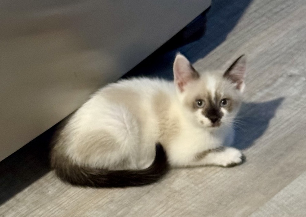 Kitten: Ori *MUST be adopted with a littermate OR to a home with a cat under 5*