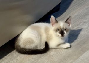 Kitten: Ori *MUST be adopted with a littermate OR to a home with a cat under 5*, Baby Male unknown