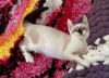 Kitten: Ori *MUST be adopted with a littermate OR to a home with a cat under 5* photo 2