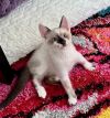 Kitten: Ori *MUST be adopted with a littermate OR to a home with a cat under 5* photo 4