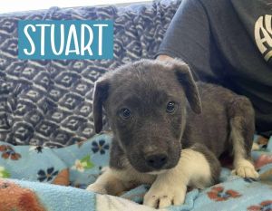 STUART, Adult Male unknown