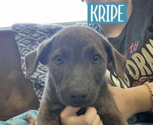 KRIPE, Adult Male unknown