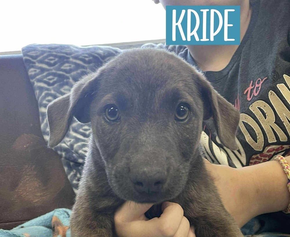 KRIPE