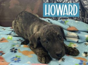 HOWARD, Adult Male unknown